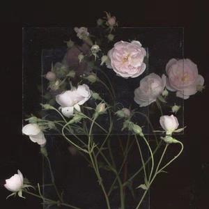 精品人妻系列无码
